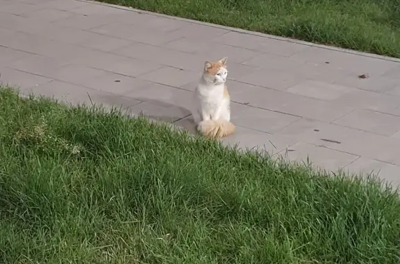 Найдена кошка Котик, Дмитровское шоссе, 127 к1, Москва