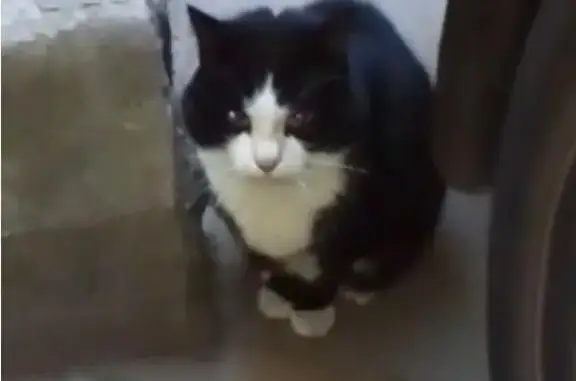 Найдена кошка Окрас маркиз в Санкт-Петербурге