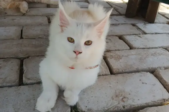 Пропала кошка на Красноармейской, 18, Кардымово