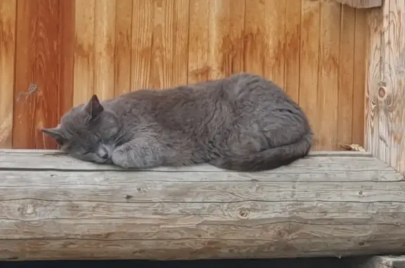 Пропала кошка в Перми, ул. Рыбацкая, 20