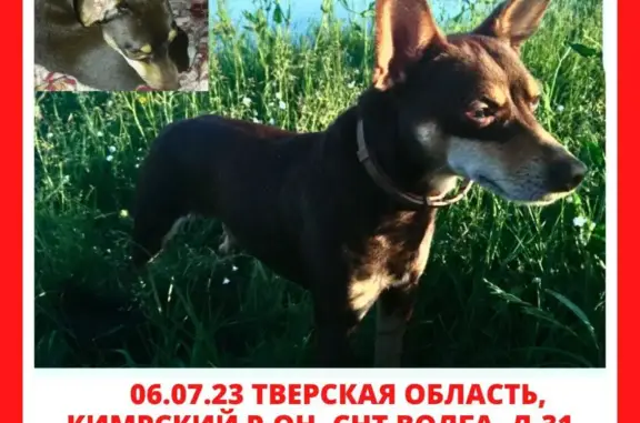 Пропала собака в СНТ Волга, Моск. обл. Вознаграждение.