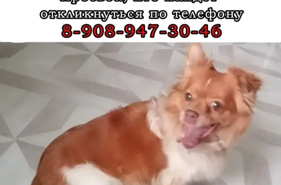 Пропала собака Ника, ул. Дзержинского, 50А, Калтан
