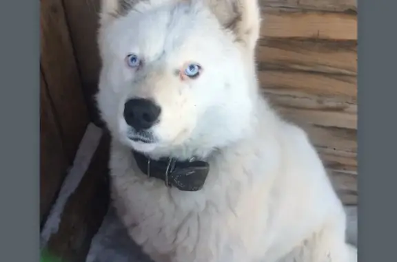 Пропала собака: белая девочка, лес, Пермский край