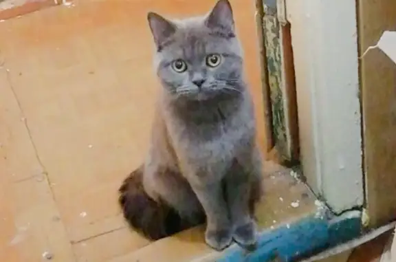 Пропала кошка в Чите, ул. Георгия Костина, 49