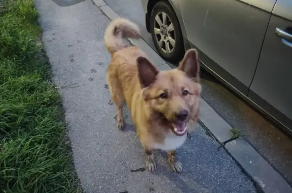 Найдена рыжая собака в СПб, Красногвардейский район
