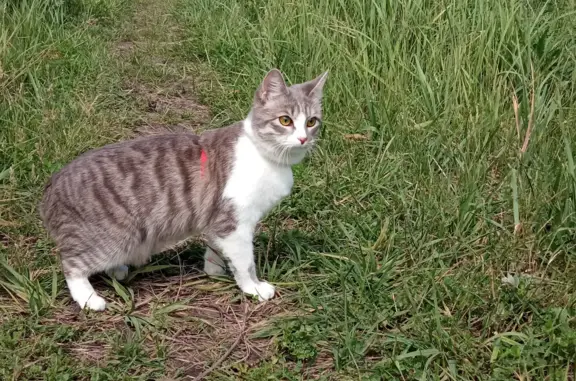 Пропала кошка, ул. 154-я Стрелковой Дивизии, 36, Ульяновск