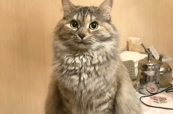 Кошки потеряшки, Москва, фото: Потеряшка кошка, ул. Уваровский пер., Москва