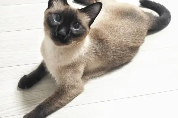 Кошки потеряшки, Ярославль, фото: Потеряшка кошка Компот, г. Ярославль, пр. Ленина 17