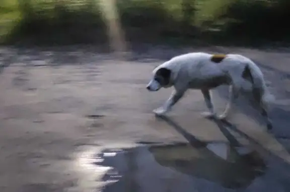 Найдена собака на трассе А 108, Владимирская область