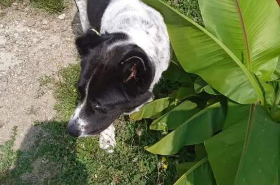 Собака найдена в магазине, Асфальтовая Гора, Краснодарский край