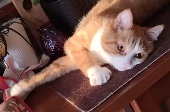 Кошки потеряшки, Санкт-Петербург, фото: Потеряшка рыжий кот, Санкт-Петербург