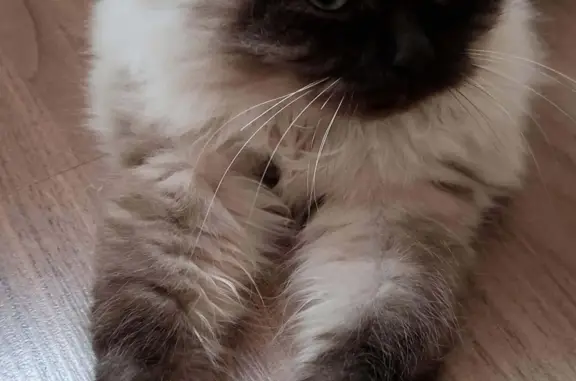 Кошки потеряшки, Алексеевка, фото: Потеряшка пушистый кот на Цветочной ул., Алексеевка