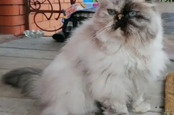 Пропала Персидская кошка в Московской области