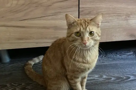 Пропала кошка: Рыжий котик, Кадетский бульвар, 24