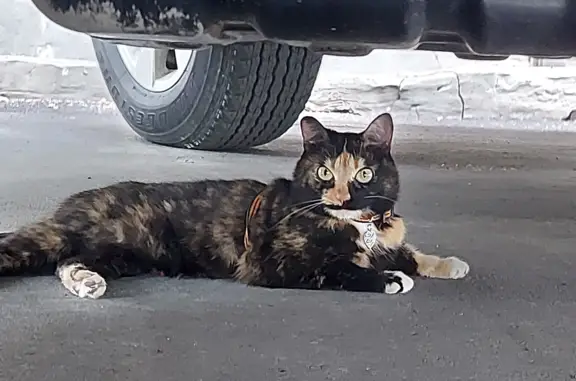 Найдена кошка на ул. Аделя Кутуя, 16, Казань