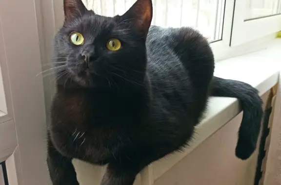 Кошки потеряшки, Санкт-Петербург, фото: Потеряшка чёрный кот на Большевиков 33/3, СПб