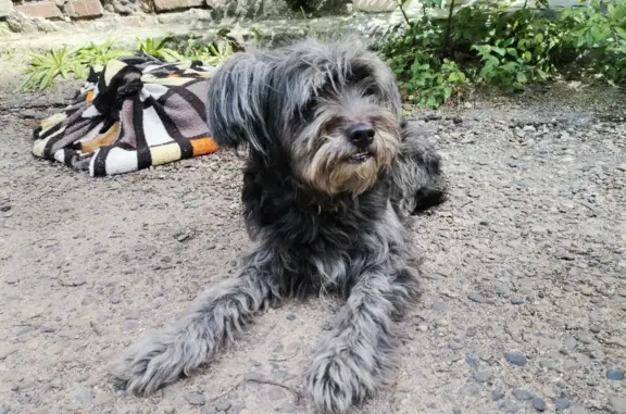 Найдена собака: Новобульварная улица, 2, Чита
