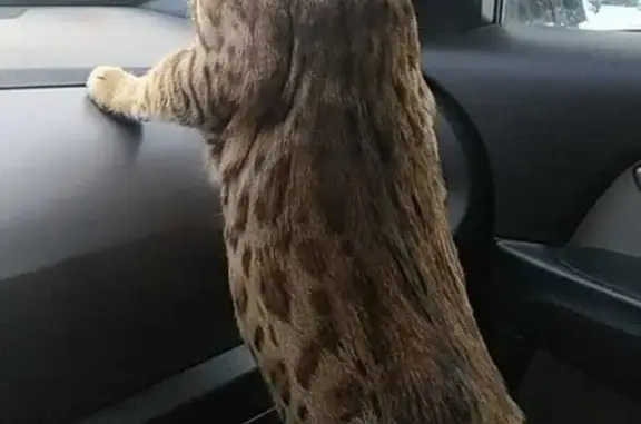 Пропала Бенгальская кошка в Тверской области