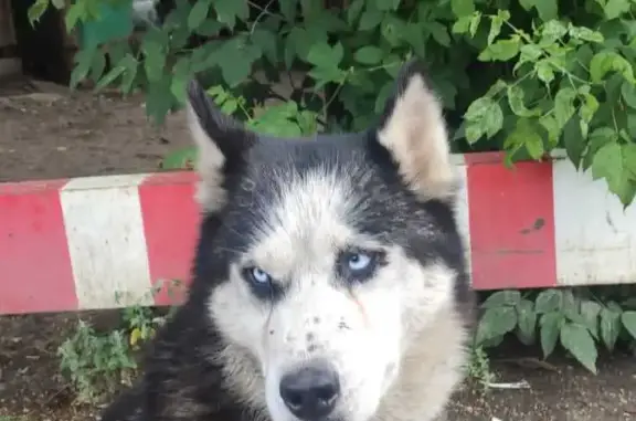 Найдена собака в Купавне, Московская область