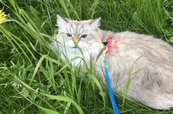 Пропала кошка: Белая с пятнами, голубые глаза, ул. Пошукайло, Новый Уренгой