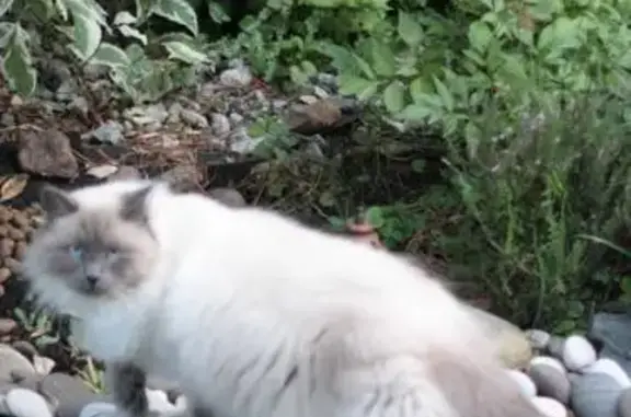 Пропала кошка Невский маскарадный кот, Ильичёво
