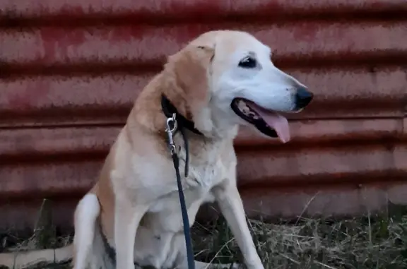 Найдена охотничья собака на Советской улице 21А