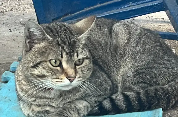 Найдена кошка на ул. Академика Капицы, 30 к1, Москва