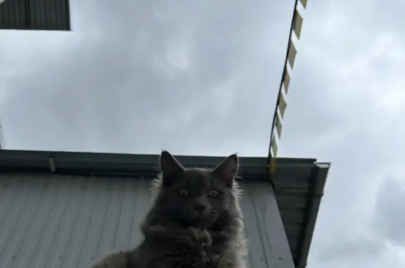 Ласковый серый котенок найден в Московской области