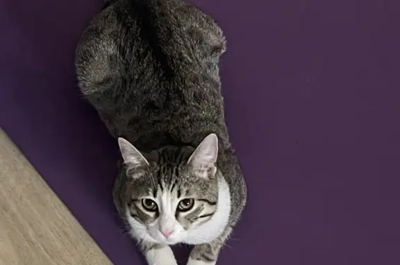 Кошки потеряшки, Санкт-Петербург, фото: Потеряшка кошка на пр. Юрия Гагарина, 20