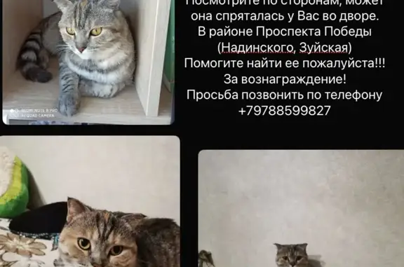 Пропала кошка на Вишнёвом переулке