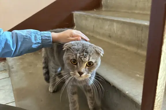 Найдена истощенная кошка, ул. Калинина, 15, Балашиха