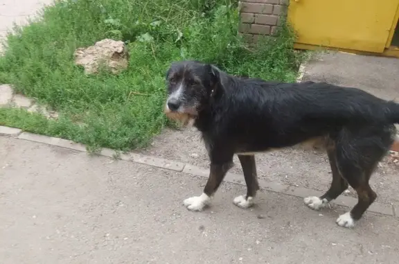 Найдена собака возле пивнушки, ул. Стара-Загора 205