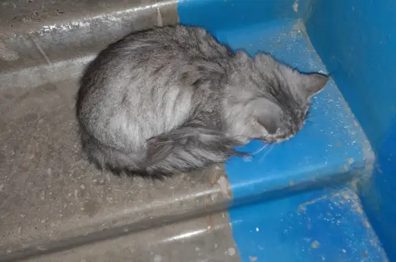 Найдена кошка на ул. Советская, 28