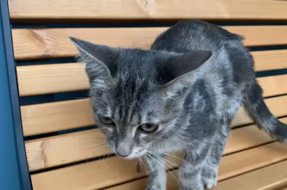 Найдена кошка возле дома, Борисовский проезд, Москва