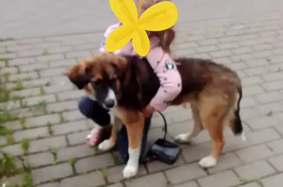 Собака с зеленым ошейником найдена на ул. Герцена, Тула