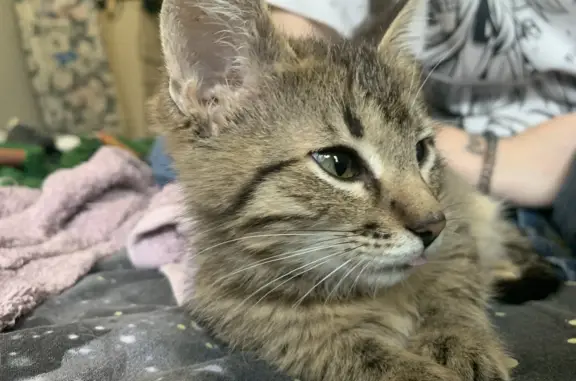 Кошки потеряшки, Ярославль, фото: Потеряшка кошка на пр. Дзержинского, 16, Ярославль