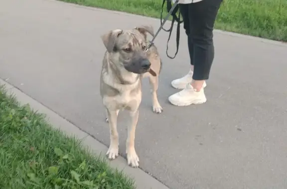 Найдена собака на Ратной улице, Москва