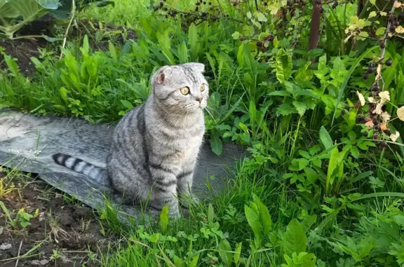 Пропал серый полосатый кот, ул. Рабочая, 31, Шарья