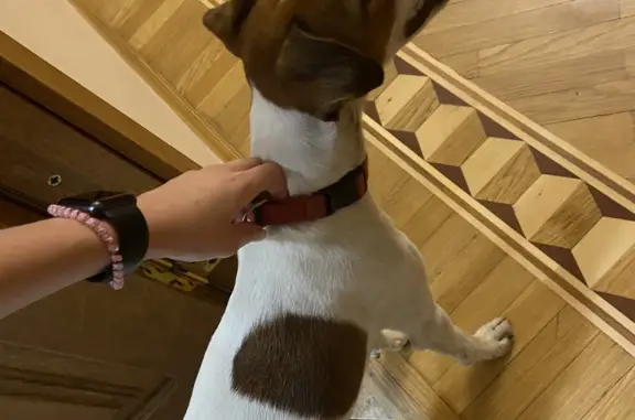 Найдена собака, Ростов-на-Дону, фото: Собака с красным ошейником найдена на ул. Минаева, 40, Ростов