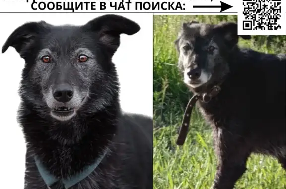 Пропала собака Холли в Серпуховском районе