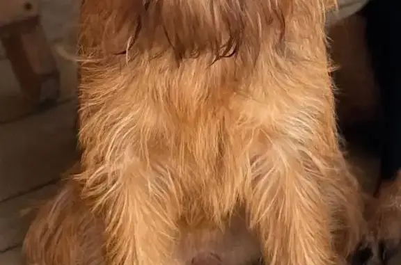 Собаки потеряшки, Москва, фото: Потеряшка собака Девочка, Гриффон. Москва, Москва