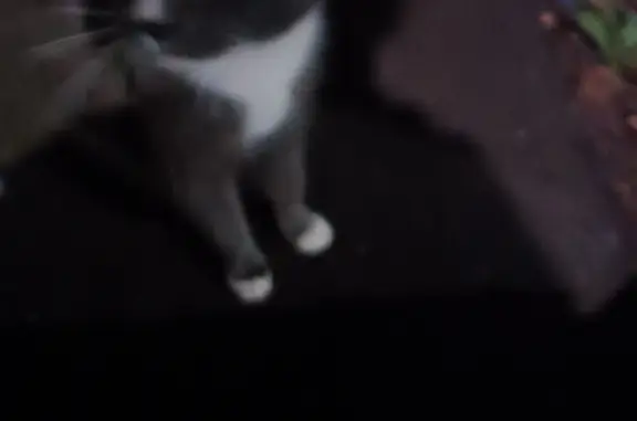 Найдена кошка с белыми лапками на Молодёжной улице, 24, Ижевск