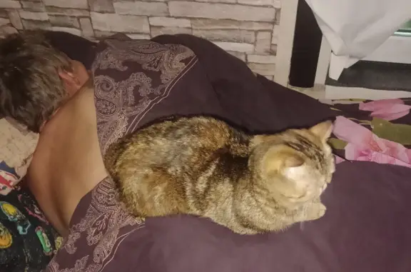 Кошки потеряшки, Санкт-Петербург, фото: Потеряшка кошка Серого цвета на Дворцовой площади