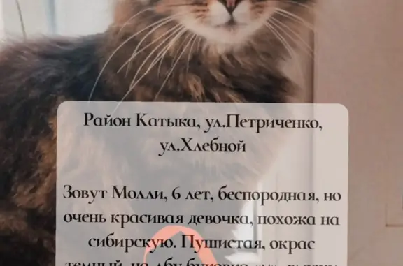 Пропала кошка в районе Катыка, ул. Петриченко, ул. Хлебной