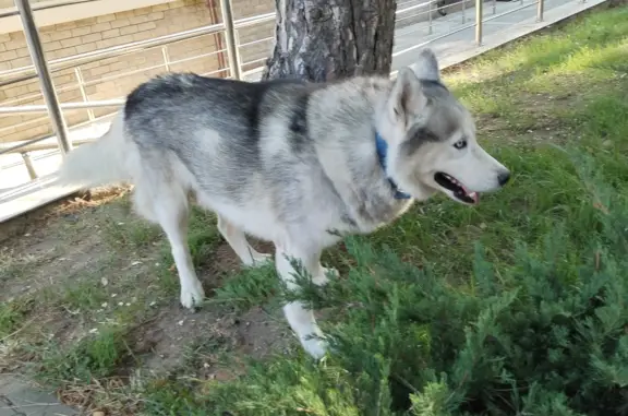 Найдена собака Хаски на Верхней Набережной, Анапа