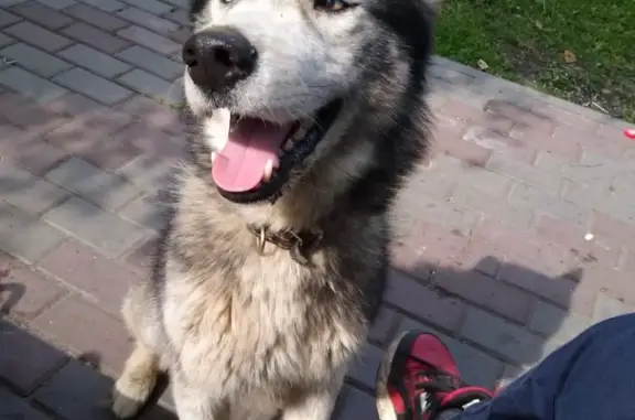 Собака Хаска с разными глазами, Московская ул., Алатырь