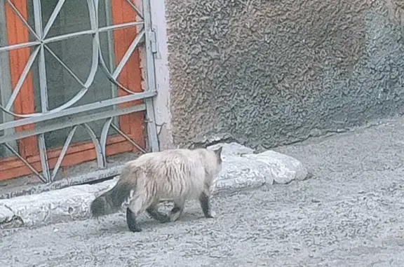 Кошка найдена: ул. Гоголя, 24, Новосибирск
