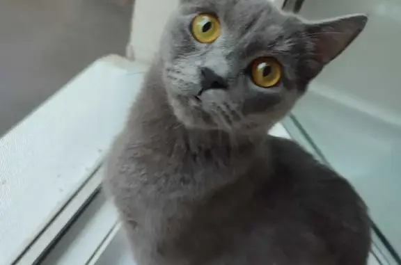 Кошки потеряшки, Москва, фото: Потеряшка кошка на Серпуховском Валу 28, Москва