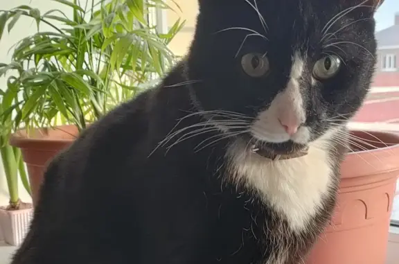 Пропала черно-белая кошка в Рязанской области