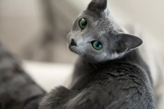 Кошки потеряшки, Москва, фото: Потеряшка кошка в Москве